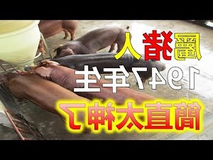 豬 五行